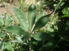 Lupinus cervinus
