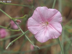 Convolvulus dorycnium
