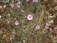 Convolvulus dorycnium