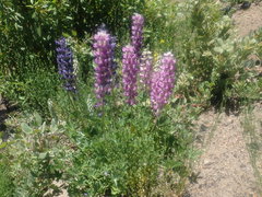 Lupinus cervinus