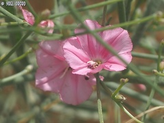 Convolvulus dorycnium