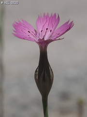 Dianthus tripunctatus