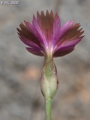 Dianthus tripunctatus