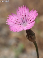 Dianthus tripunctatus
