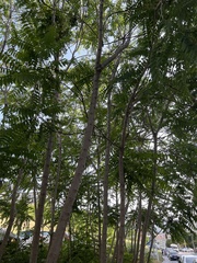 Ailanthus altissima
