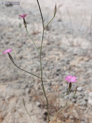 Dianthus tripunctatus