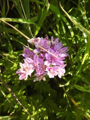 Allium unifolium