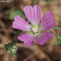 Malva punctata