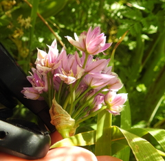 Allium unifolium