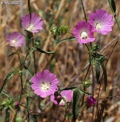 Malva punctata