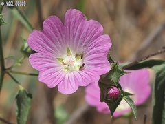 Malva punctata