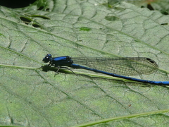 Argia medullaris