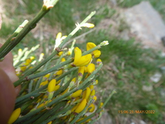 Genista balansae