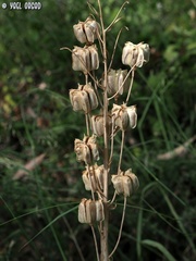 Fritillaria persica