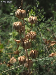 Fritillaria persica