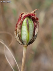 Tulipa agenensis