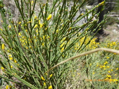 Genista balansae