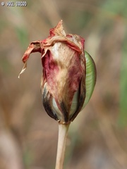 Tulipa agenensis