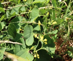 Aristolochia clematitis
