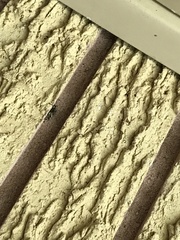 Leptostylus transversus