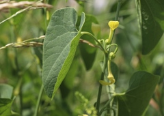 Aristolochia clematitis