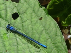 Argia medullaris