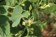 Aristolochia clematitis