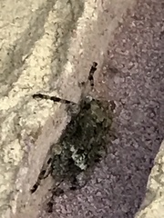 Leptostylus transversus