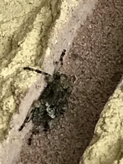 Leptostylus transversus