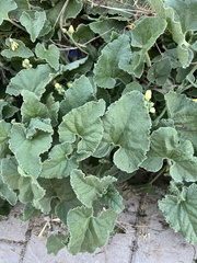 Ecballium elaterium