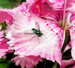 Condylostylus occidentalis