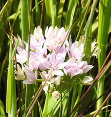 Allium unifolium
