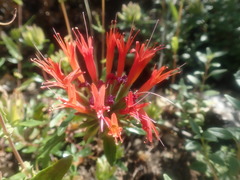 Monardella macrantha macrantha