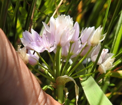 Allium unifolium