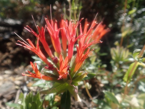 Image of Monardella macrantha by no rights reserved