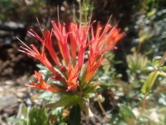 Monardella macrantha macrantha