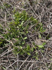 Magnoliopsida