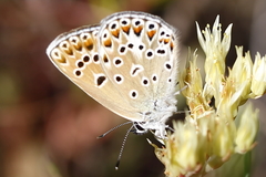 Polyommatus escheri