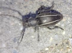 Neodorcadion bilineatum