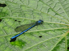 Argia medullaris