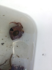 Pagurus acadianus
