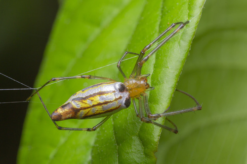 Decorative Vleispider