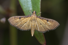 Tatobotys