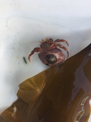 Pagurus acadianus