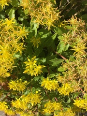 Phedimus kamtschaticus