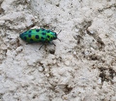 Lamprodila