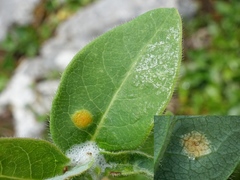 Puccinia festucae