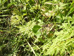 Sidalcea calycosa rhizomata