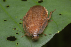Pseudophoraspis nebulosa