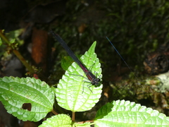 Hetaerina capitalis